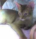 Picka